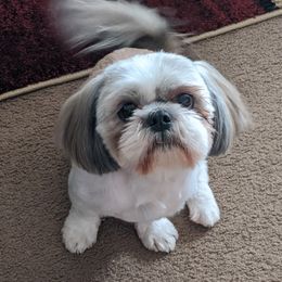 Pj - Shih Tzu