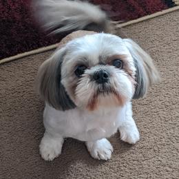 Pj - Shih Tzu