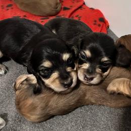 Gala - Black and cream female Dachshund puppy in Woodville, Wisconsin from Dairyland Dachshunds