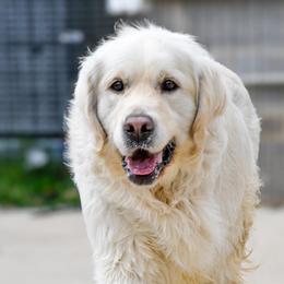 Finn - Golden Retriever