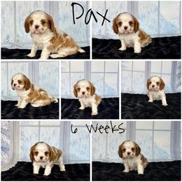 Pax - Blenheim male Cavalier King Charles Spaniel puppy in De Pere, Wisconsin from Rose Garden Kennels