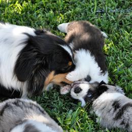 Australian Shepherd Puppies from Dovehawk Australian Shepherds