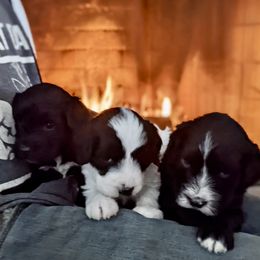 Portuguese Water Dog Puppies from Farallon PWDs