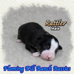 Rattler - Black tri male Toy Australian Shepherd puppy in Forestburg, Texas from Flaming Dill Ranch Aussies