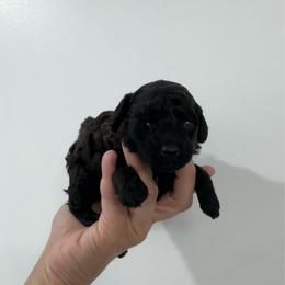 Sadie - Black female Poodle puppy in Houston, Texas from Texas Toy Poodles
