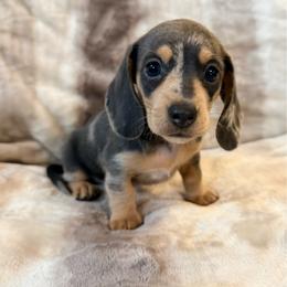 Buttercup - Blue and cream female Dachshund puppy in Fort Gibson, Oklahoma from Cooper’s Dachshunds
