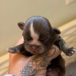 Boy 2 - Liver male Shih Tzu puppy in Manahawkin, New Jersey from Lilly’s Seashore Shih Tzus