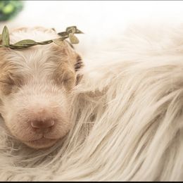 Goldendoodle Puppies from Best Doodles