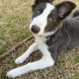 American Corgi and Border Collie Puppies from Duncan's Border Collies and Corgis