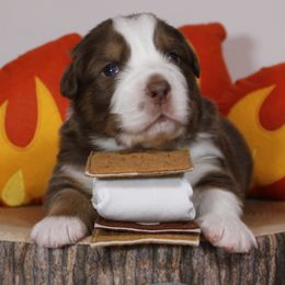 Australian Shepherd Puppies from Starlit Grove Australian Shepherds