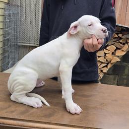 Boy 6 - male Dogo Argentino puppy in Morgan Hill, Pennsylvania from De la Fuerza De Dios