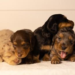 Dachshund puppies from Rising Dawn Dachshunds