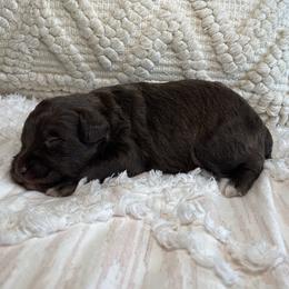 Nugget - Brown male Schnoodle puppy in Lathrop, Missouri from RR Schnoodles