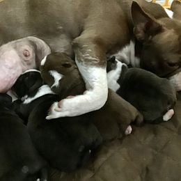 Boston Terrier Puppies from Normandy Boston Terriers