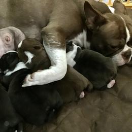 Boston Terrier Puppies from Normandy Boston Terriers