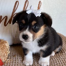 BONNIE AKC - Black and tan female Pembroke Welsh Corgi puppy in Hinton, Oklahoma from Green Cloud Ranch