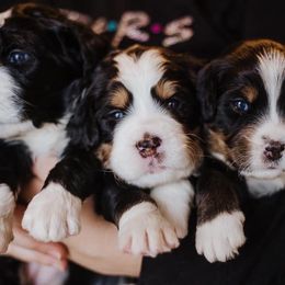 Bernedoodle Puppies from Bernedoodles of the Ozarks