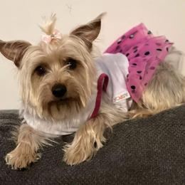 Daisy - Yorkshire Terrier
