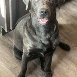 Mo - Labrador Retriever