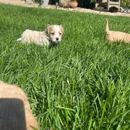 Astro - Buff and white male Cockapoo puppy in Elgin, Texas from Good Grief Doodles