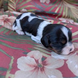 Ziggy - Tri-color male Cavalier King Charles Spaniel puppy in Ashwood, Oregon from Kelly Hendrix's Cavalier King Charles Spaniels & Toy Australian Shepherds