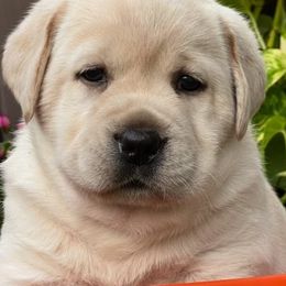 Labrador Retrievers from Crows Nest Labradors