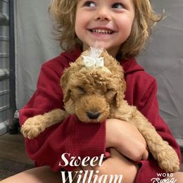 Goldendoodle Puppies from Bear Ridge Doodles