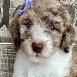 Goldendoodles from Flair Doodles