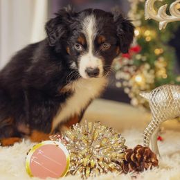 Moe - Black tri-color male Australian Shepherd puppy in Niles, Michigan from Tara's Australian Shepherds