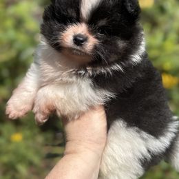 Tank - Tri-colored male Pomeranian puppy in Zionville, North Carolina from Shaner Poms