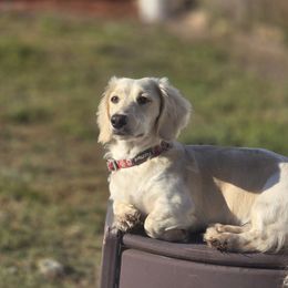 Phoebe - Dachshund