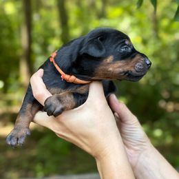 Girl - Orange Collar - Doberman Pinscher puppy from Wizard Ost Revolution kennel