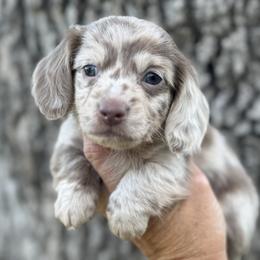Finn - Dapple male Dachshund puppy in Bentonville, Arkansas from Boujee Buns Dachshunds