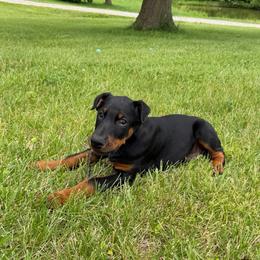 Gregory (Silver Collar) - Black and rust male Doberman Pinscher puppy in Centralia, Missouri from TopSpots Farm