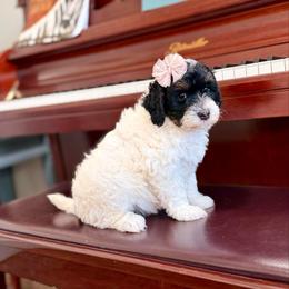 Sophie - Brown and white female Sheepadoodle puppy in Spanish Fork, Utah from Maplesierradoodles