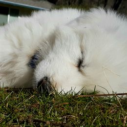 Great Pyrenees Puppies from The Yosemite Pyrenees Ranch