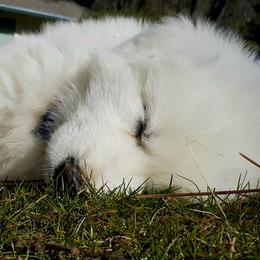 Great Pyrenees Puppies from The Yosemite Pyrenees Ranch
