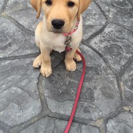 Golden Retriever Puppies from Cci