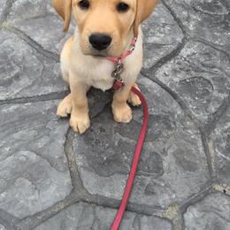 Golden Retriever Puppies from Cci