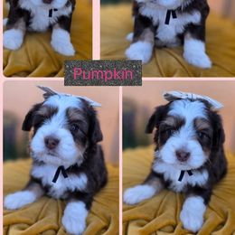 Pumpkin - Tri-color female Bernedoodle puppy in Decatur, Tennessee from Diamond's Doodles