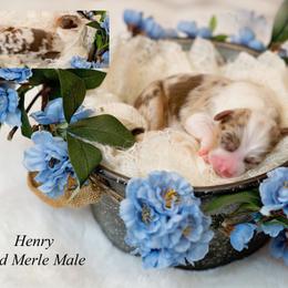 Henry - Red merle male Miniature Australian Shepherd puppy in Mechanicsburg, Pennsylvania from TJ's Aussies