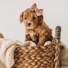 Goldendoodles from Fitzy Doodles of Alabama