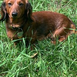 Luna Love Good Cromwell - Dachshund
