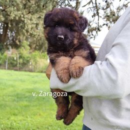 Boy 6 - Black and red male German Shepherd puppy in Stockton, California from Zaragoza German Shepherds