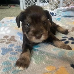 Slinky brown collar - Liver male Miniature Schnauzer puppy in Anthony, Florida from Amanda Tragash