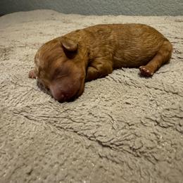 Boy 2 - Red  male Poodle puppy in Fredericktown, Missouri from Ellie & Co. Doodles and Poodles