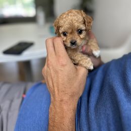 Cavapoo Puppies from The Cavapoo Club