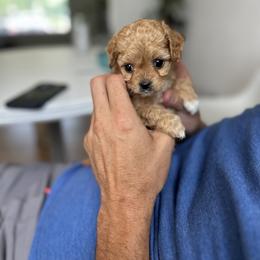 Cavapoo Puppies from The Cavapoo Club
