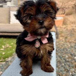 Daisy - Black and tan female Yorkshire Terrier puppy in Cordes Lakes, Arizona from Puppy Love AZ