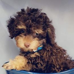Phantom - Poodle